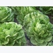 IPM for cabbage aphids