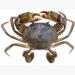 Mud crab aquaculture