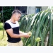 A new direction to get rich from growing red dragon fruit