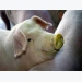 Nghiên cứu về vi-rút cúm ở lợn