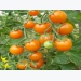 Choosing a tomato variety