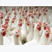 New rapid method to develop IBV vaccines for poultry