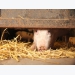 Tryptophan level, light exposure may alter piglet behavior but not feed intake