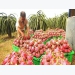 Vietnam optimizes dragon fruit exports