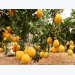 Citrus fruits yield over 50,000 tonnes in Luc Ngan district