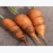 Pests and Diseases of Carrots, Parsley and Parsnips