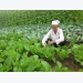 Organizing to plant 2 hectares of VietGAP vegetables