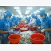 Slight growth in Vietnam shrimp exports