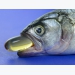 Oils with high SFA levels may support aqua feed fish oil reduction
