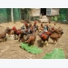 Kỹ thuật chuẩn bị chăn nuôi gà thả vườn theo hướng an toàn sinh học