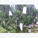 Bảo vệ cây ăn quả trong mùa mưa bão