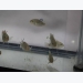 Geneticist plans tilapia feed efficiency gains