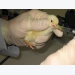 Salmonella, Campylobacter infection routes in broilers