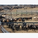 Cattle disease traceability project moving forward