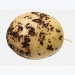 More common potato diseases