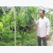 Lão nông trở thành tỷ phú từ sản xuất cây giống ở xã cù lao