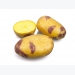 Potato tuber moth and other spud pests