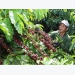 Coffee exporters count on local market as exports slow