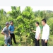 Farmers in Yen Mong commune converted their crop structure effectively