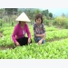 Luong Son district looks to sustainable organic vegetable farming