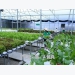 Cần Thơ, Australia cooperate in sustainable energy and agriculture
