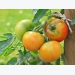 Spray your tomatoes effectively