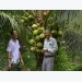 Liên kết trồng dừa thơm Island sống khỏe re