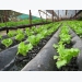 Growing Lettuce in Greenhouses and Frames
