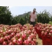 Binh Thuan dragon fruit promoted in India