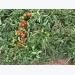 Other tomato wilts