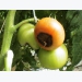 Early pest management for tomatoes