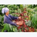 Vietnam – the leading coffee supplier to Russia