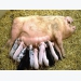 Novel method to monitor blood flow in pregnant sows