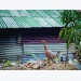 How Thailand is fighting poultry disease with technology