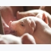 Denmark: Improved piglet survival focus of industry and academic tie-up
