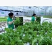 Mekong Delta city seeks to use advanced farming technologies