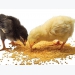 Is inflammation control key to antibiotic-free poultry?