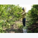 Tây Ninh custard apple farmers embrace VietGAP standards