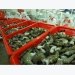 Shrimp exports expected to recover
