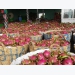 Price of white-flesh dragon fruit soars