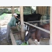 Mekong Delta develops beef, dairy farming