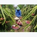 Seminar highlights int’l linkages to improve competitiveness of dragon fruit