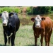 Ensure fall-calving replacement heifers ready for breeding season
