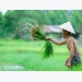 Vietnam wants to be top 15 organic farming countries