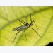 Biện pháp ngăn chặn bọ xít muỗi cho cây trồng