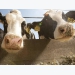 Nitrate study putting dairy farmers in litigation crosshairs