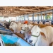 Brazil: Brewer’s grains use could reduce cattle feed costs