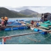 Khánh Hòa: Regardless of overloaded aquaculture planning, cages keep blooming