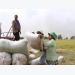 China no longer largest buyer of Vietnam rice