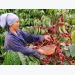 Vietnam cannot earn big money from its coffee exports